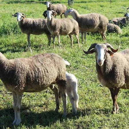 Casa Do Pinheiro Auberge de jeunesse Lagares da Beira
