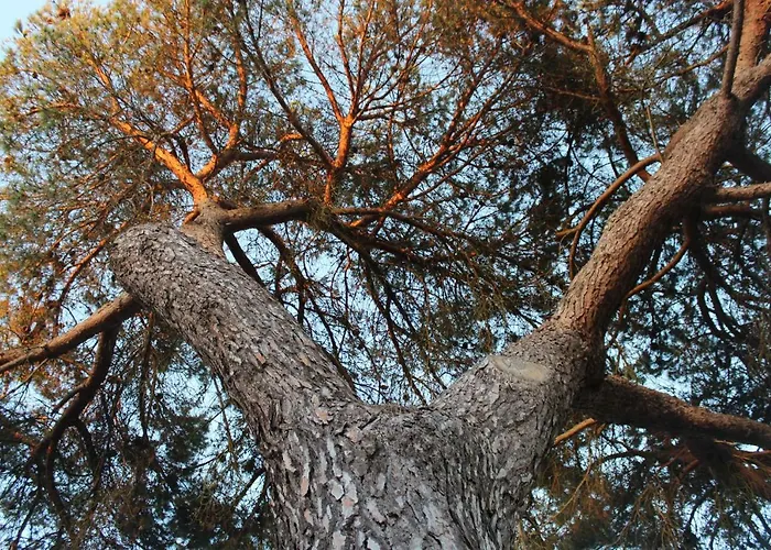 Casa Do Pinheiro Lagares da Beira
