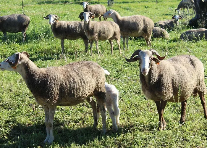 Casa Do Pinheiro Hostel Lagares da Beira