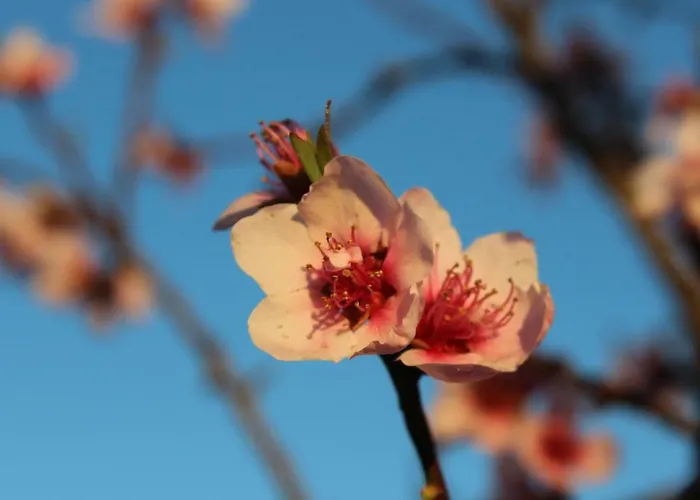 Casa Do Pinheiro Hostel *